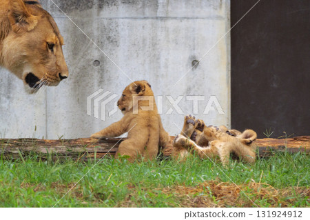母獅訓誡幼崽 母獅訓誡幼崽 131924912