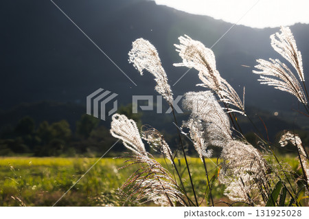 A beautiful contrast between the golden fields and silver grass A beautiful contrast between the golden fields and silver grass 131925028