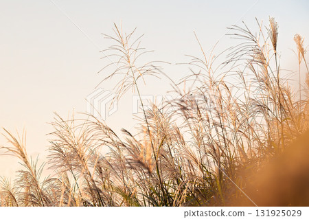 Autumn silver grass thorns shining through the pale light 131925029