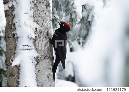 一隻黑啄木鳥在雪林中啄食樹幹（北海道） 131925179