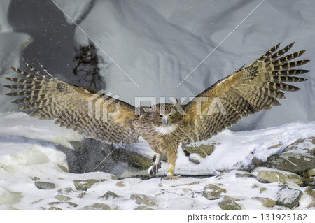 Blakiston's fish owl dancing in the snow of Hokkaido Blakiston's fish owl dancing in the snow of Hokkaido 131925182