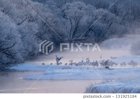 北海道鶴居村音羽橋的冬日景色。丹頂鶴的清晨甦醒。 131925184