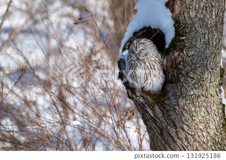 A Siberian owl sleeping in a snowy tree hollow (Hokkaido) 131925186
