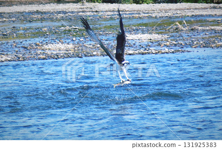 A white hawk osprey diving into a river and grabbing a fish 131925383