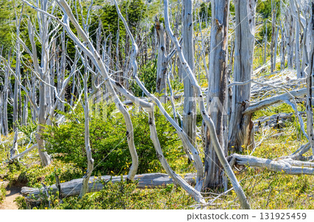 Hiking the W-Trek in Torres Del Paine 131925459