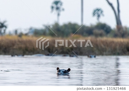 Hippos in the Okavango Delta Hippos in the Okavango Delta 131925466