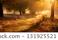Golden sunlight filtering through the leaves in autumn: Early morning natural landscape background 131925521