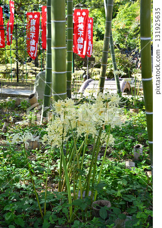 White spider lilies at Korinji Temple in Kanazawa White spider lilies at Korinji Temple in Kanazawa 131925635