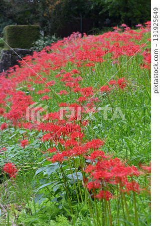 Oyabe Red Spider Lily Village Oyabe Red Spider Lily Village 131925649