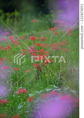 Oyabe Red Spider Lily Village Oyabe Red Spider Lily Village 131925651