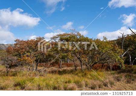 從沼原濕地的木板路欣賞紅葉 從沼原濕地的木板路欣賞紅葉 131925713