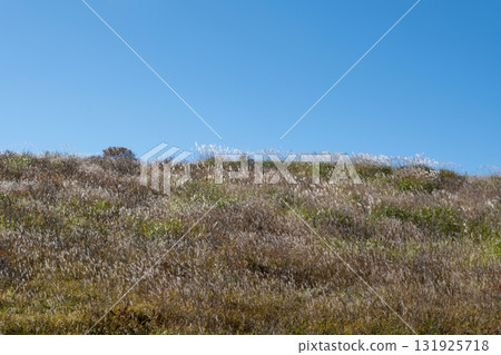 河岸上蔓延著芒草和藍天 131925718