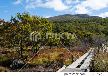 Autumn foliage scenery seen from the boardwalk in Numahara Marsh 131925730