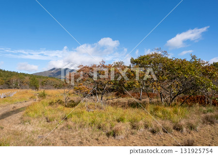 Autumn foliage seen from the boardwalk in Numahara Marsh Autumn foliage seen from the boardwalk in Numahara Marsh 131925754
