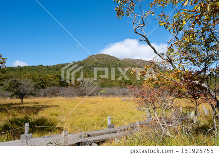 Autumn foliage seen from the boardwalk in Numahara Marsh Autumn foliage seen from the boardwalk in Numahara Marsh 131925755