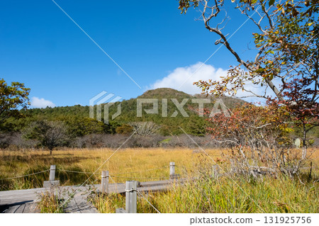 Autumn foliage seen from the boardwalk in Numahara Marsh Autumn foliage seen from the boardwalk in Numahara Marsh 131925756