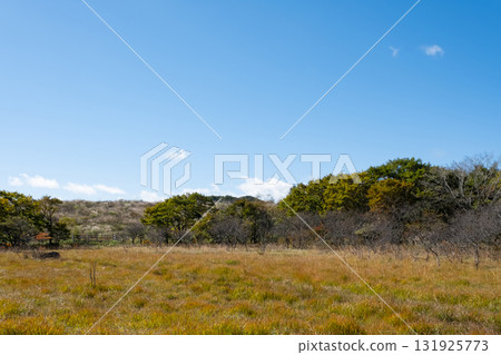 Autumn foliage seen from the boardwalk in Numahara Marsh 131925773