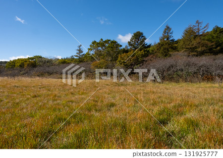 Autumn foliage seen from the boardwalk in Numahara Marsh 131925777
