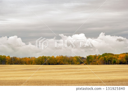Autumn landscape in prairies with yellow stubbles and colorful trees. 131925840