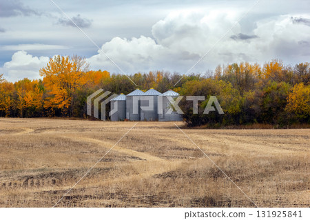 Old granaries and yellow trees in the autumn field with stubbles. 131925841