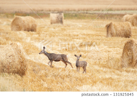 Female mule deer with a fawn is in the yellow field with straw bales. Female mule deer with a fawn is in the yellow field with straw bales. 131925845