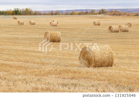 Autumn landscape in prairies, field with round yellow bales. Autumn landscape in prairies, field with round yellow bales. 131925846