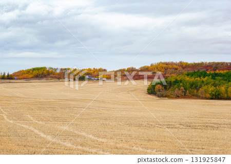Autumn landscape in prairies with yellow stubbles and colorful trees. 131925847