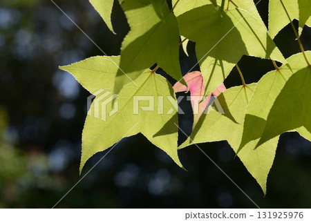 櫸樹的嫩葉 131925976