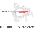 Medial rectus - Human eye muscle depicted in labeled anatomy chart, controls inward movement of the eyeball, 131925986