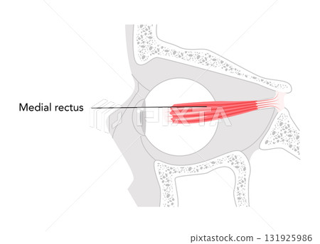 Medial rectus - Human eye muscle depicted in labeled anatomy chart, controls inward movement of the eyeball, 131925986