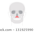 Depressor septi - Nasal muscle lowering nasal septum and opening nostrils, shown in precise diagram important 131925990