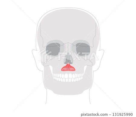 Depressor septi - Nasal muscle lowering nasal septum and opening nostrils, shown in precise diagram important 131925990