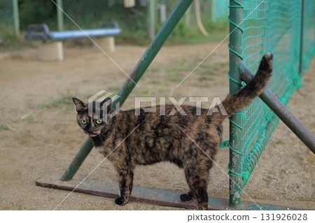 Rusty cat playing in the square 131926028