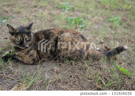 Rusty cat playing in the square Rusty cat playing in the square 131926030