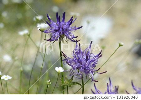 Fiteuma Shoicheli 131926040