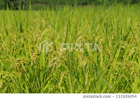 Rice early harvest 131926054