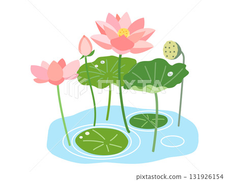 池塘裡的蓮花、葉子和果實的插圖 131926154