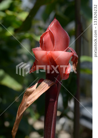 紅火炬薑 紅火炬薑 131926232
