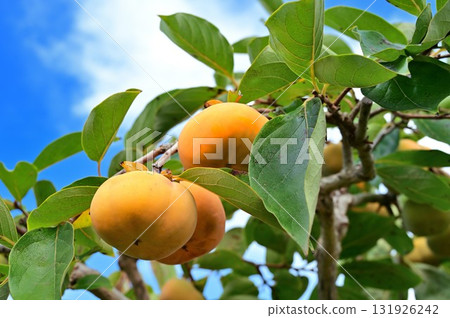 成熟的柿子果實和藍天 131926242