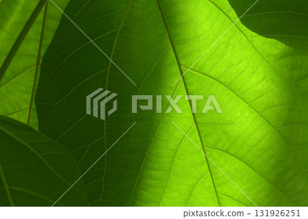 Leaf pattern Natural modeling 131926251