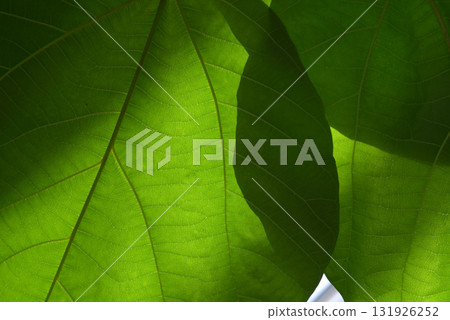 Leaf pattern Natural modeling 131926252