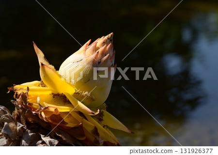 楚金跑了 131926377