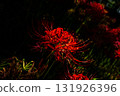 Cluster amaryllis 131926396