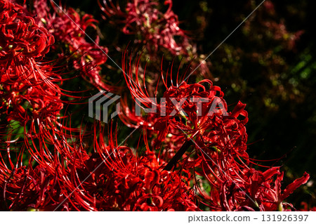 Cluster amaryllis 131926397