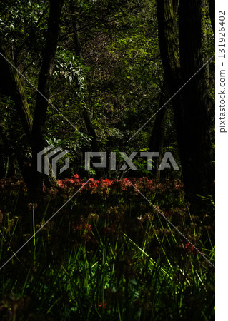 簇狀孤挺花,花,花 簇狀孤挺花,花,花 131926402