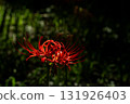 red spider lily 131926403