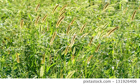 狗尾草 131926406