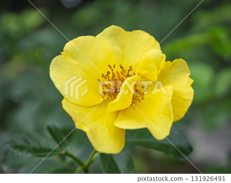 陽光下閃閃發光的檸檬汽水 131926491