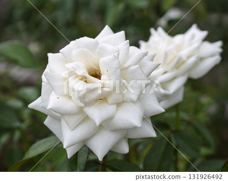 美麗優雅的白玫瑰 131926492