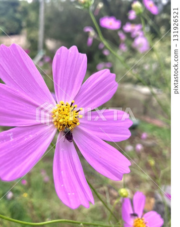 Image of cosmos and insects Image of cosmos and insects 131926521